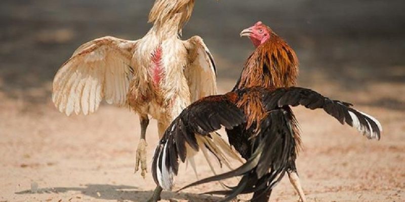 Ưu điểm nổi bật khi cá cược đá gà cựa dao tại hệ thống RR88